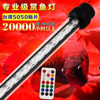 金龍魚(yú)60厘米價(jià)格多少 龍魚(yú)百科 第1張