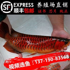 紅龍魚(yú)苗好養(yǎng)嗎怎么養(yǎng)的