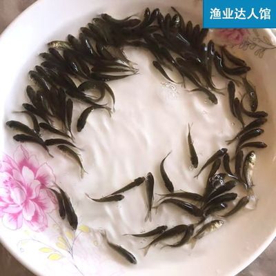 紅龍魚(yú)苗好養(yǎng)嗎怎么養(yǎng)的