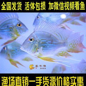 養(yǎng)龍魚的微信群名稱 龍魚百科 第2張