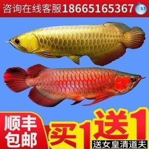 龍魚身上長黑毛 龍魚百科