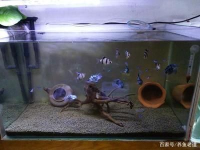 養(yǎng)銀龍魚多大的魚缸