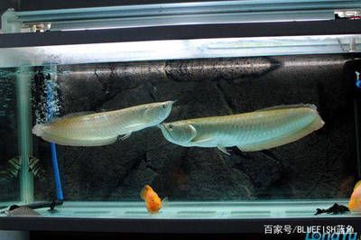 養(yǎng)銀龍魚多大的魚缸