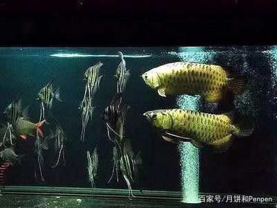 龍魚和虎魚怎樣搭配養(yǎng)好