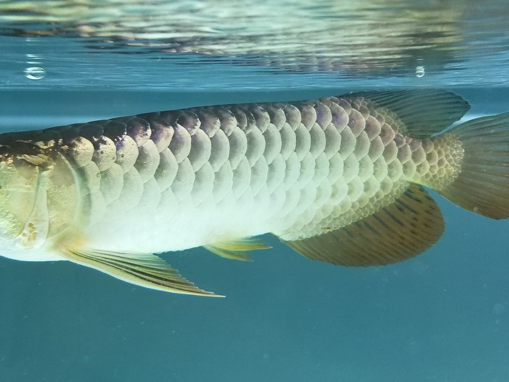 求助：龍魚(yú)吐胃袋有絲狀大便 觀賞魚(yú)論壇 第1張