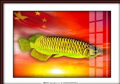 金龍魚長怎么樣