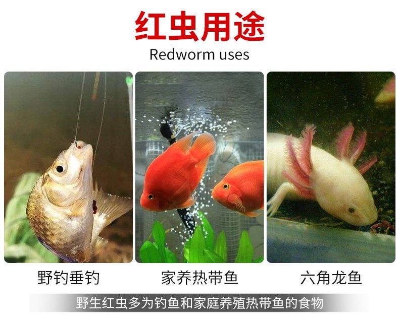 龍魚只吃紅蟲不吃蝦怎么辦呀 龍魚百科 第1張