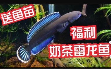 奶茶雷龍魚和什么魚混養(yǎng)最好看