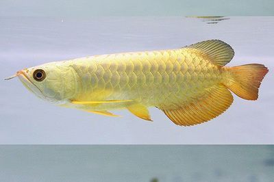 森森恒溫機(jī)不制冷 森森魚缸 第2張