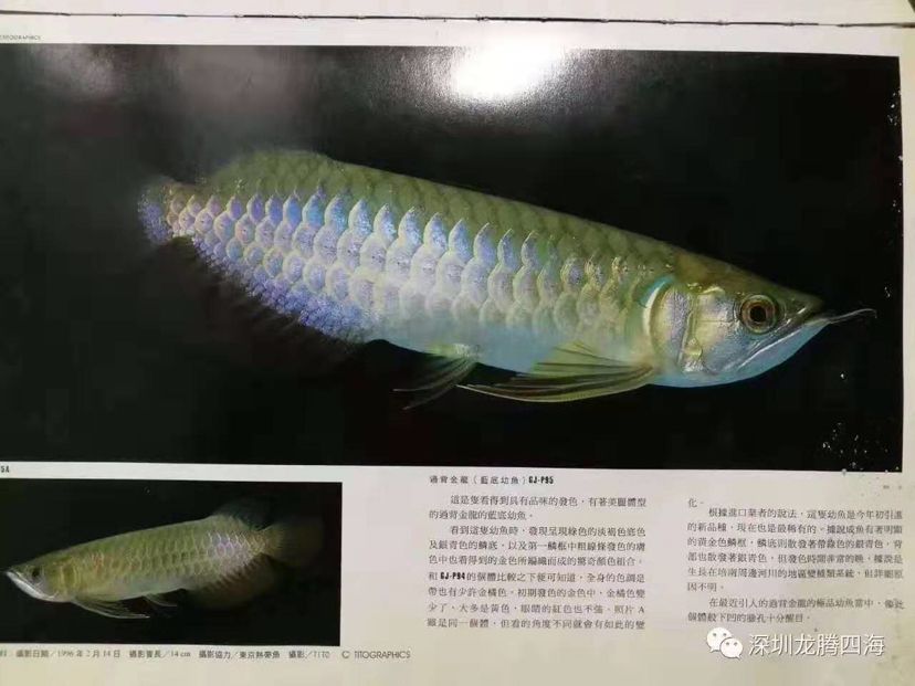 你所“熟知？”的古典過(guò)背?。?！ 觀賞魚(yú)論壇 第1張