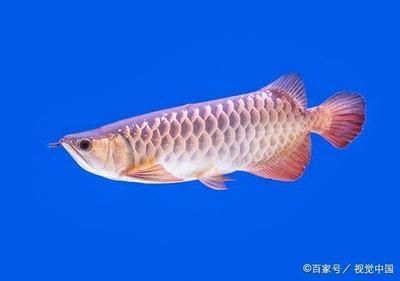 龍魚(yú)正常不吃東西怎么回事兒呀