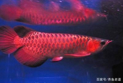 龍魚(yú)正常不吃東西怎么回事兒呀