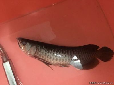 龍魚(yú)很活躍但不吃是什么問(wèn)題呢 龍魚(yú)百科