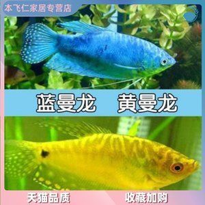 養(yǎng)龍魚需要24小時(shí)打氧嗎