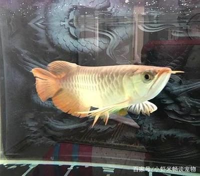 龍魚要24小時打氧氣