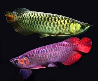 金龍魚分類 硬骨魚