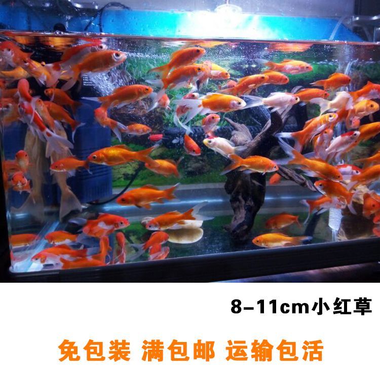 龍魚喂草金魚好處 龍魚百科