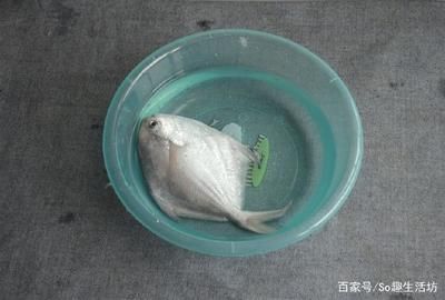 龍魚喂凍魚前怎么處理消毒的食物