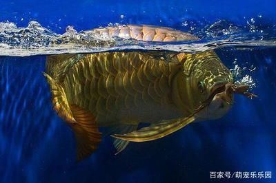 龍魚驚嚇不吃食什么原因 龍魚百科 第1張