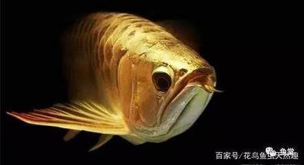 龍魚驚嚇不吃食什么原因 龍魚百科 第2張