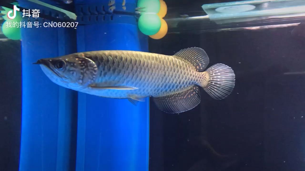 澳洲星點(diǎn)龍魚 觀賞魚論壇