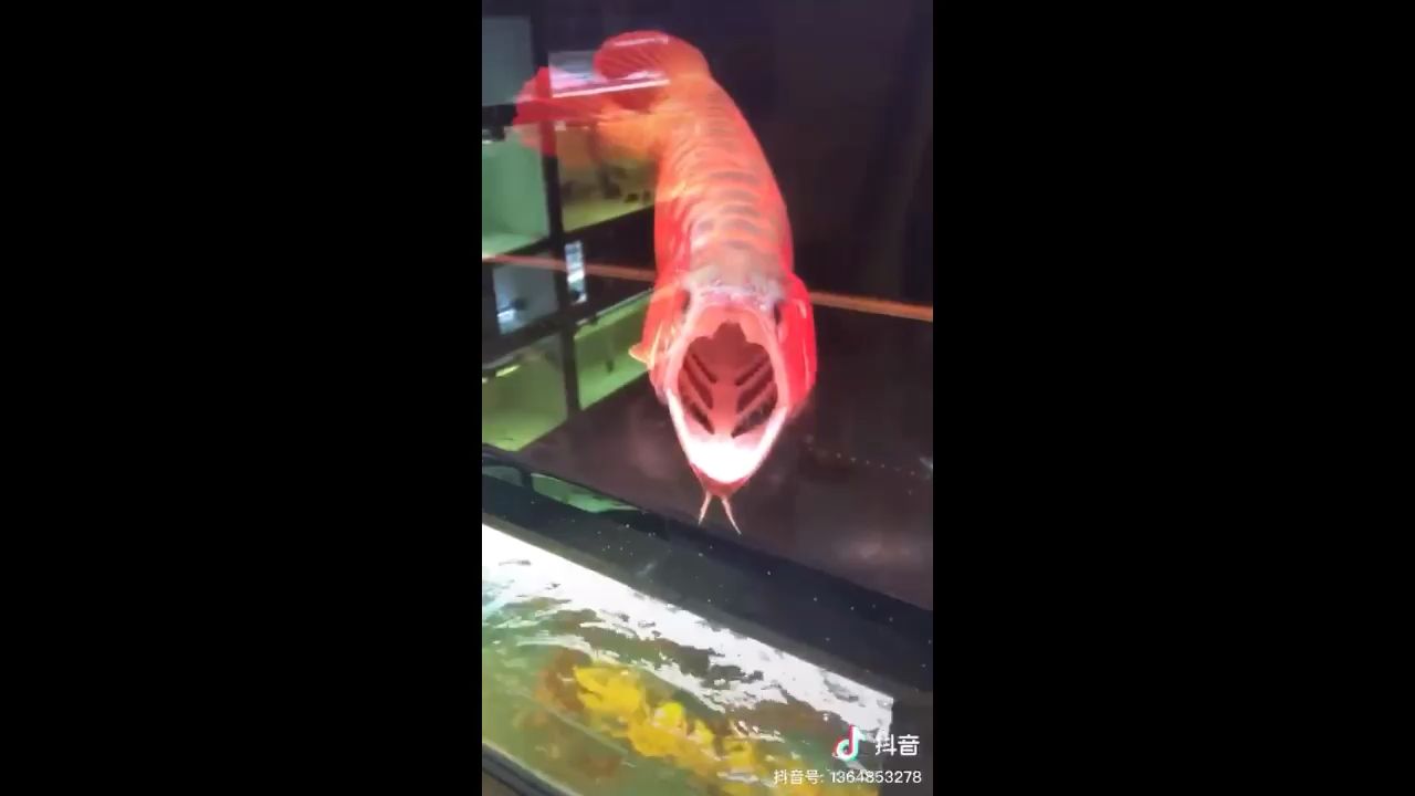 傳說中的巨骨舌魚？ 觀賞魚論壇