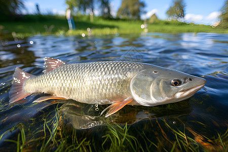 如何養(yǎng)好龍魚？龍魚養(yǎng)護(hù)的四大關(guān)鍵點(diǎn)是 龍魚百科 第2張