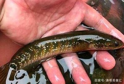 野生雷龍魚(yú)和人工的有啥區(qū)別