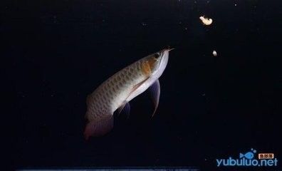 龍魚混養(yǎng)最佳伴侶魚好嗎