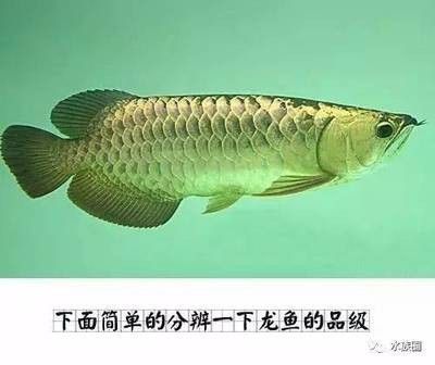 龍魚品級(jí)劃分標(biāo)準(zhǔn)圖 龍魚百科