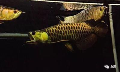 老魚友不推薦買森森魚缸嗎為什么 森森魚缸