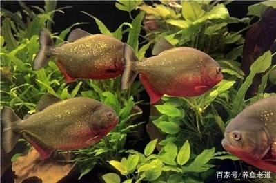 龍魚倒缸后半個(gè)月不吃食會(huì)死嗎 龍魚百科 第1張