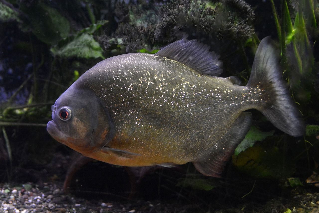 森森魚缸一鍵排污原理 森森魚缸