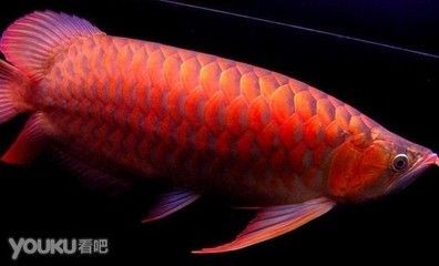 紅龍魚翹頭