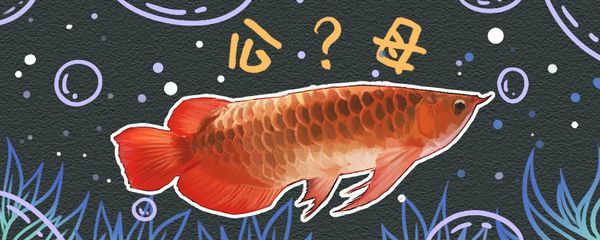 紅龍魚怎么區(qū)分雌雄 龍魚百科 第3張