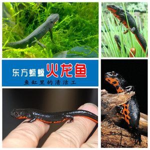 比較小的龍魚(yú)有哪些