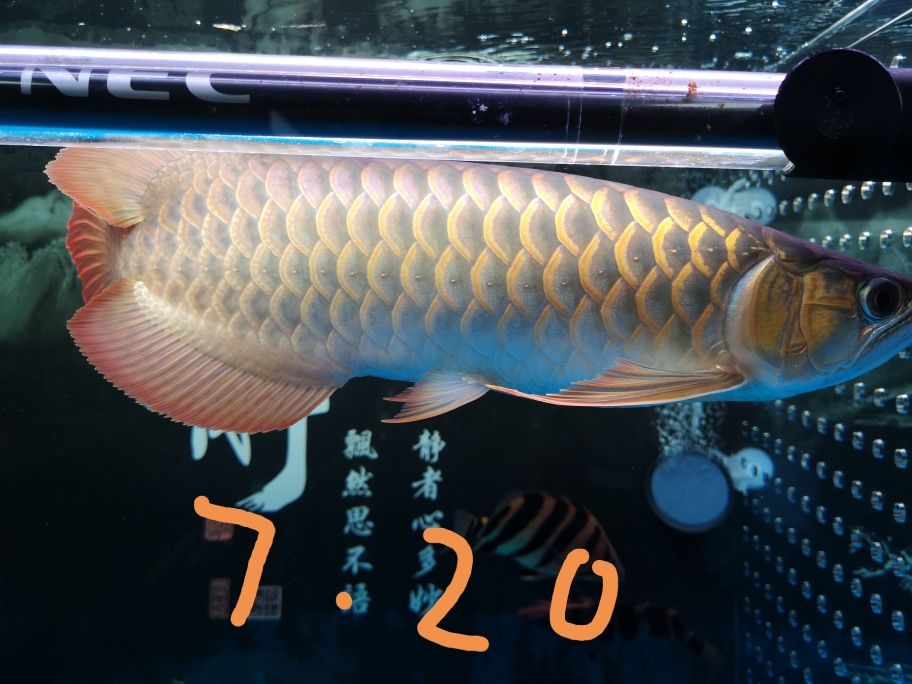 7.20 第一天上側(cè)燈，每月記錄一次，看看有什么變化 觀賞魚論壇 第1張