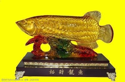 招財龍魚怎么養(yǎng) 龍魚百科 第2張