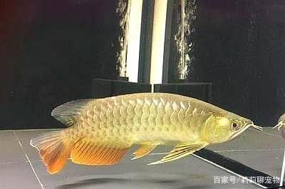 龍魚吃了大白片怎么辦