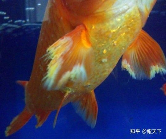 森森 802集氣 森森魚缸