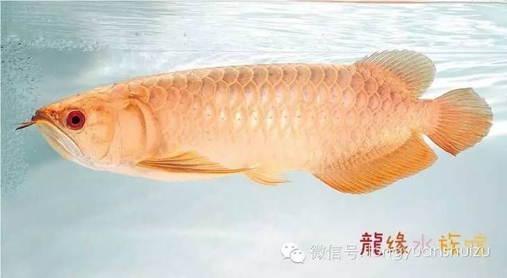 龍魚背部有白色毛 龍魚百科 第3張