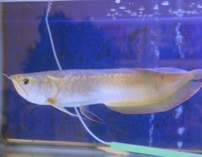 龍魚如何訓(xùn)食飼料和魚糧一起喂食 龍魚百科