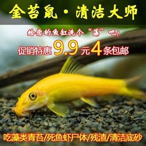 龍魚價格下跌