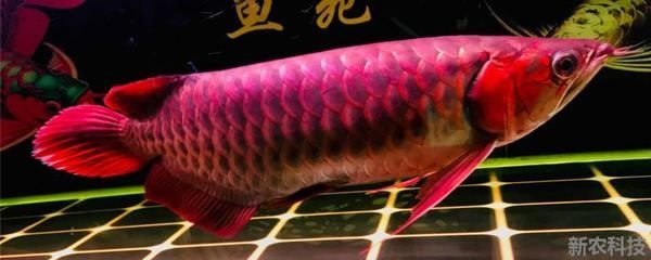 金龍魚和紅龍魚能不能混養(yǎng)一起