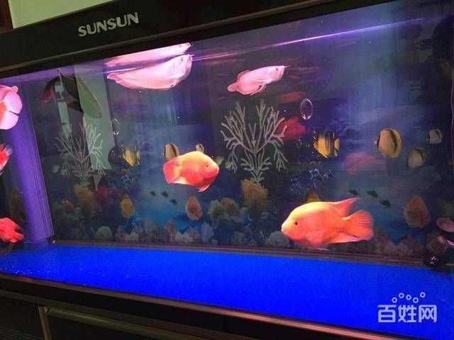 森森60的魚缸怎么樣 森森魚缸