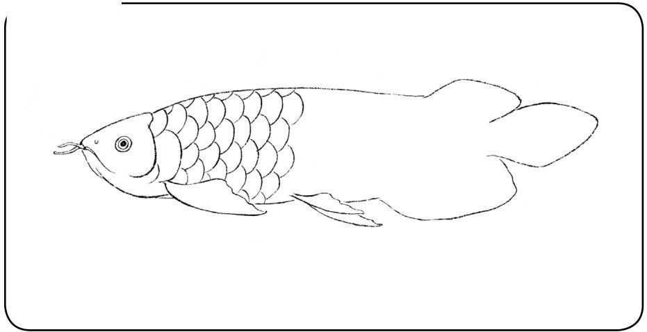 龍魚畫法步驟圖 龍魚百科