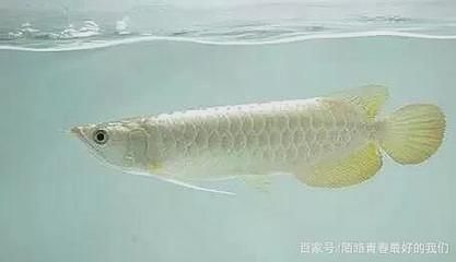 白色的龍魚是什么品種的魚