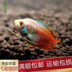 龍魚苗子什么時(shí)候有顏色變化的