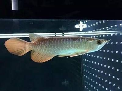 龍魚可以幾天不喂食嗎為什么 龍魚百科 第3張