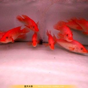 觀賞魚 什么龍 龍魚百科 第2張